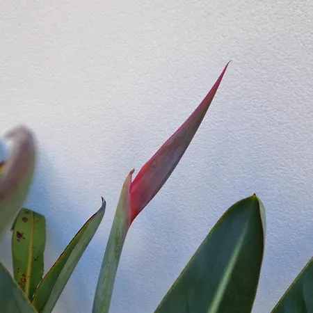 Blooming Barocco